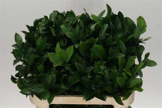 Ruscus (Рускус) В60