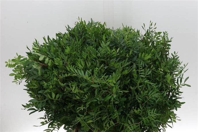 Pistacia Blad (Пистация Блад) В60