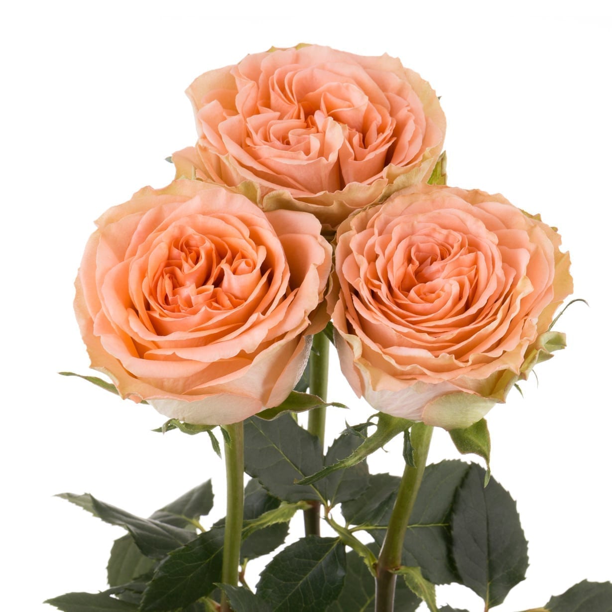 Rosa Gr Country Home ( Коунтри Хом ) В60 Star Roses