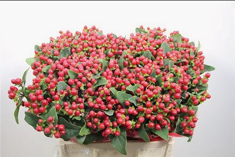 Hipericum True Romance (Гиперикум Тру Романс) В70