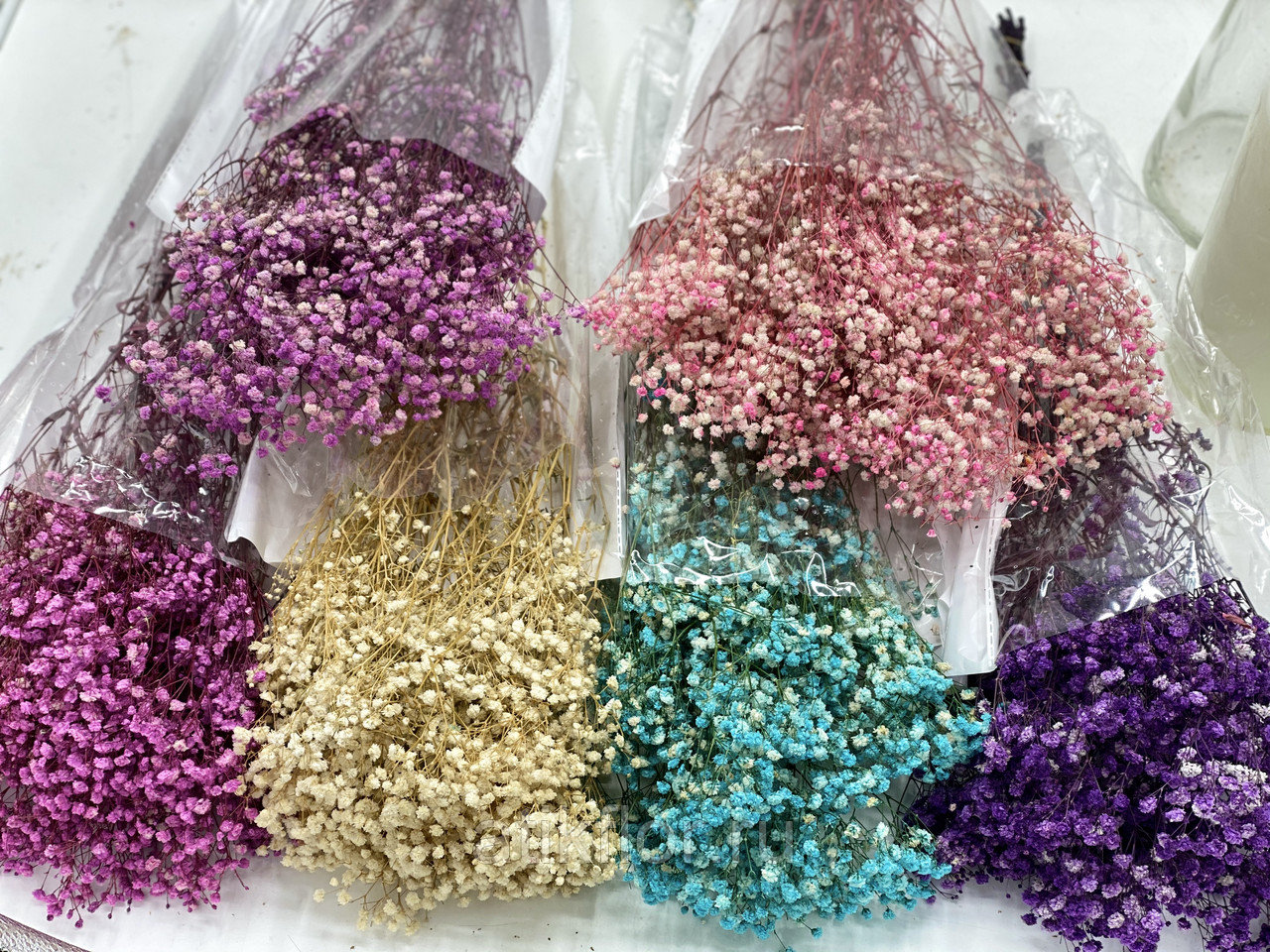 Gypsophila Tinted Mix ( Гипсофила Тинтед Микс) Violeta flowers