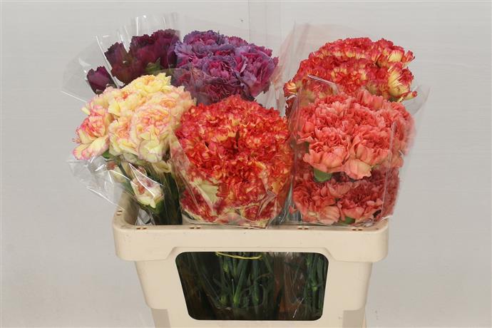 Carnations Colombia Mixed (Гвоздика Колумбия Миксед) В55