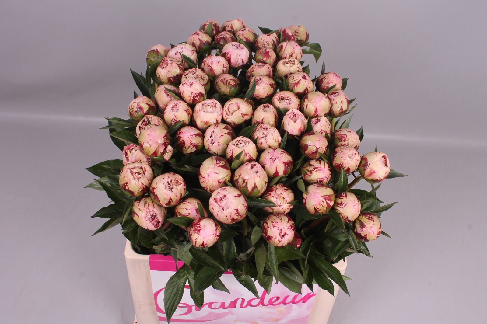 Paeonia Margurite Gerard (Пион Маргарит Геард) В60