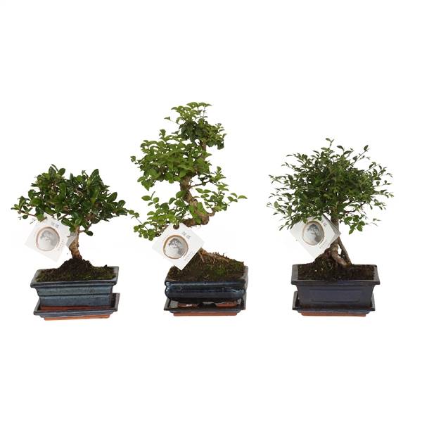Бонсай, смешанный в керамическом шаре Ume 15 см / s - образной формы с Sa ( Bonsai Mixed In W15cm Ce