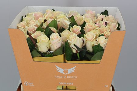 Rosa Gr Talea (Роза Гр Талея) В60 (Цветы Удмуртии)