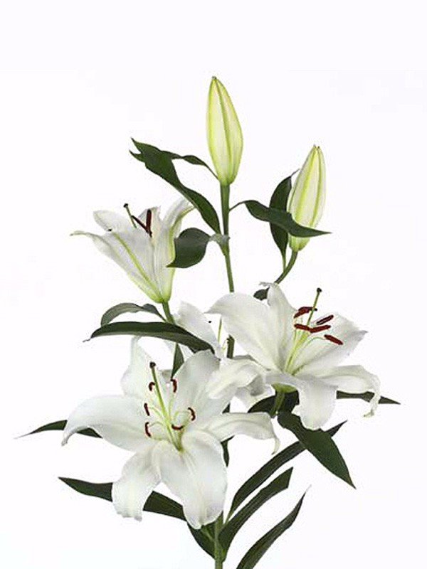 Lilium (Лилия 5 бут) В110