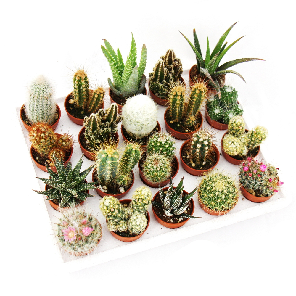 Cactus Gemengd Showdoos (Кактус Геменгд Шоудос) В508