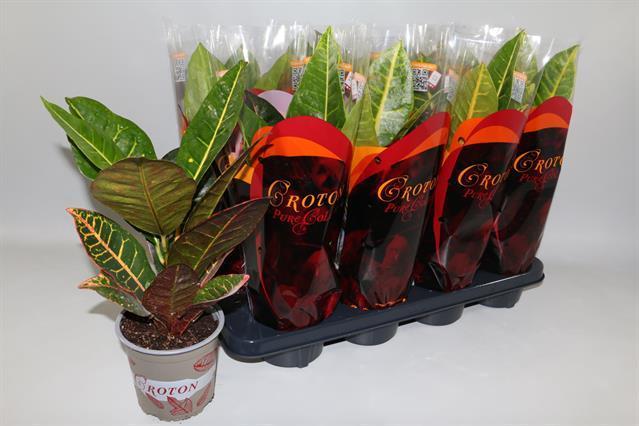 Codiaeum Petra (Кодиум Петра) В12