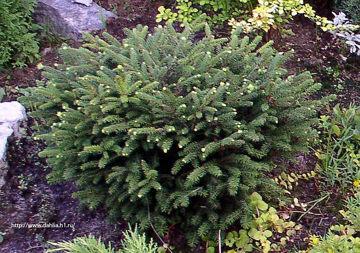 Ель обыкновенная Nidiformis (Нидиформис)