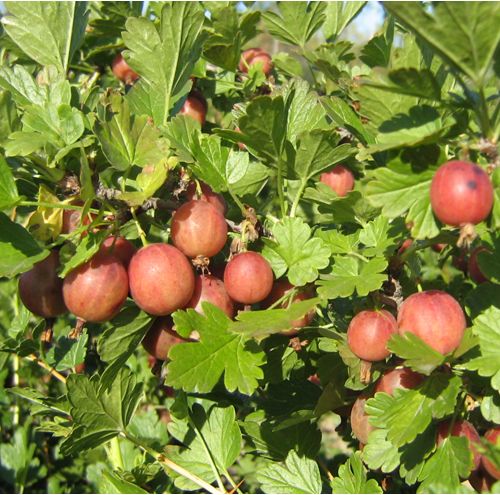 Крыжовник Юбиляр