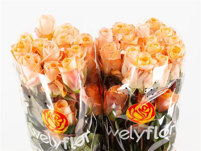Rose Tiffany! (Роза Тиффани!) B50 SUNSET VALLEY