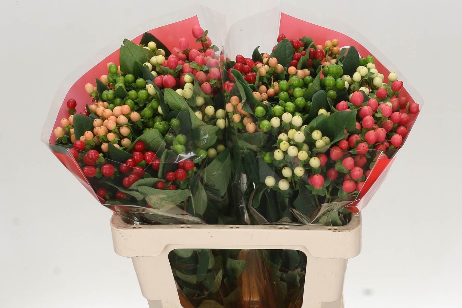 Hypericum Rainbow (Гиперикум Рейнбоу) В60
