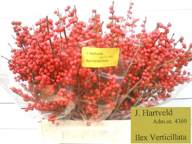 Ilex spray(Илекс спрей)В40