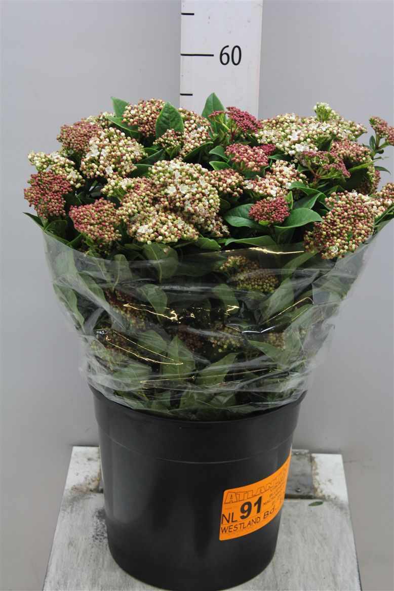 Viburnum roseum (Вибирнум розиум) В60