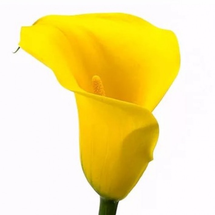 Zantedeschia Gold (Калла Голд) В50