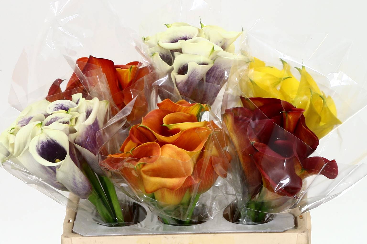 Zantedeschia Ov Gem (Калла Ов Гем) В50