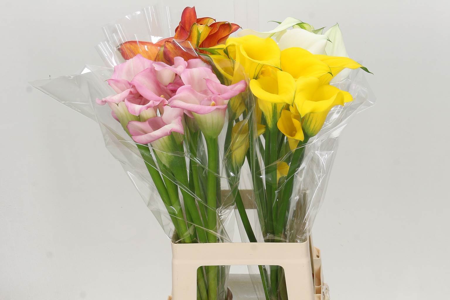 Zantedeschia Mixed (Калла Микс) В70