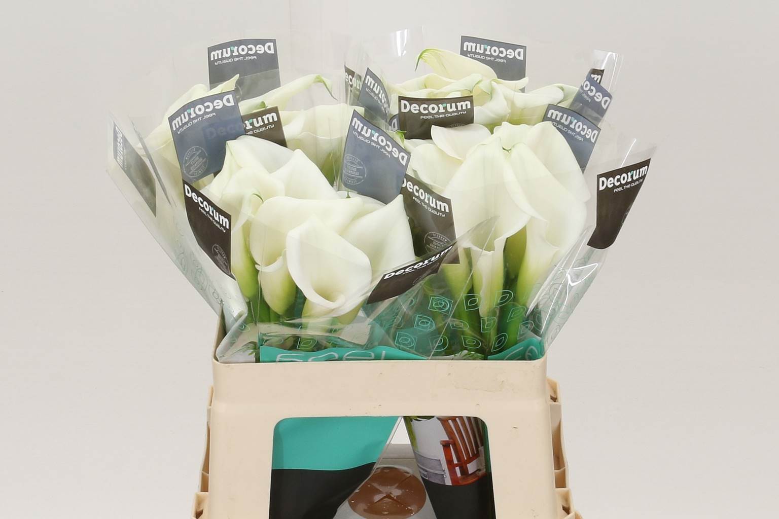 Zantedeschia Crystal Blush  (Калла Кристалл Блаш) В60