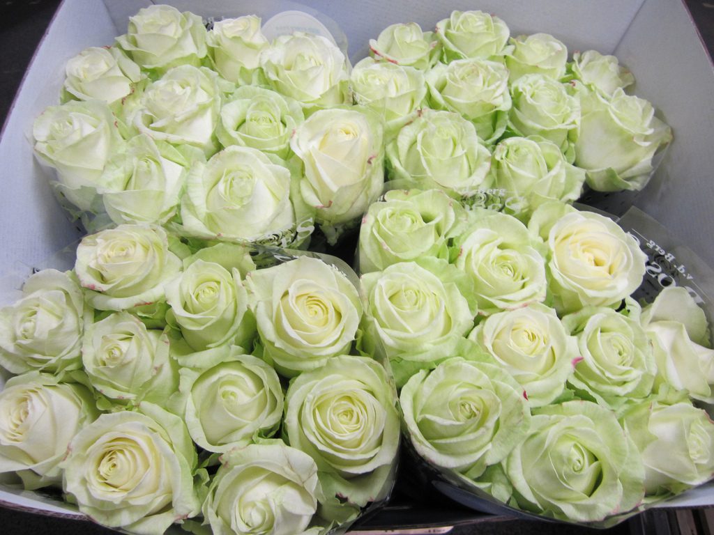 Rosa Gr Avalanche ( Аваланж ) В50 Чеховский Сад