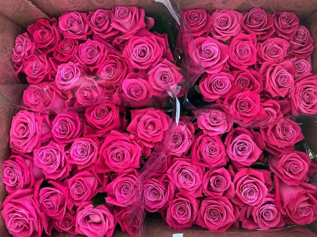 Rosa Gr Aisha ( Аиша ) В70 Чеховский Сад