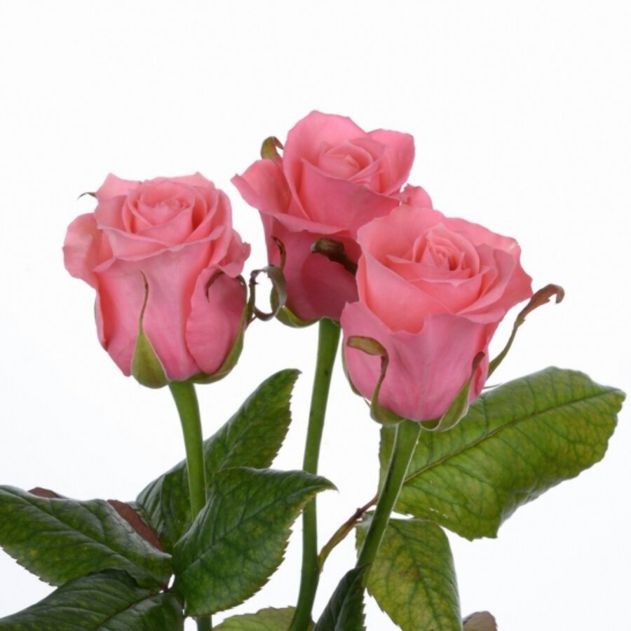 Rosa Gr Ancore ( Анкор ) В50 Чеховский Сад
