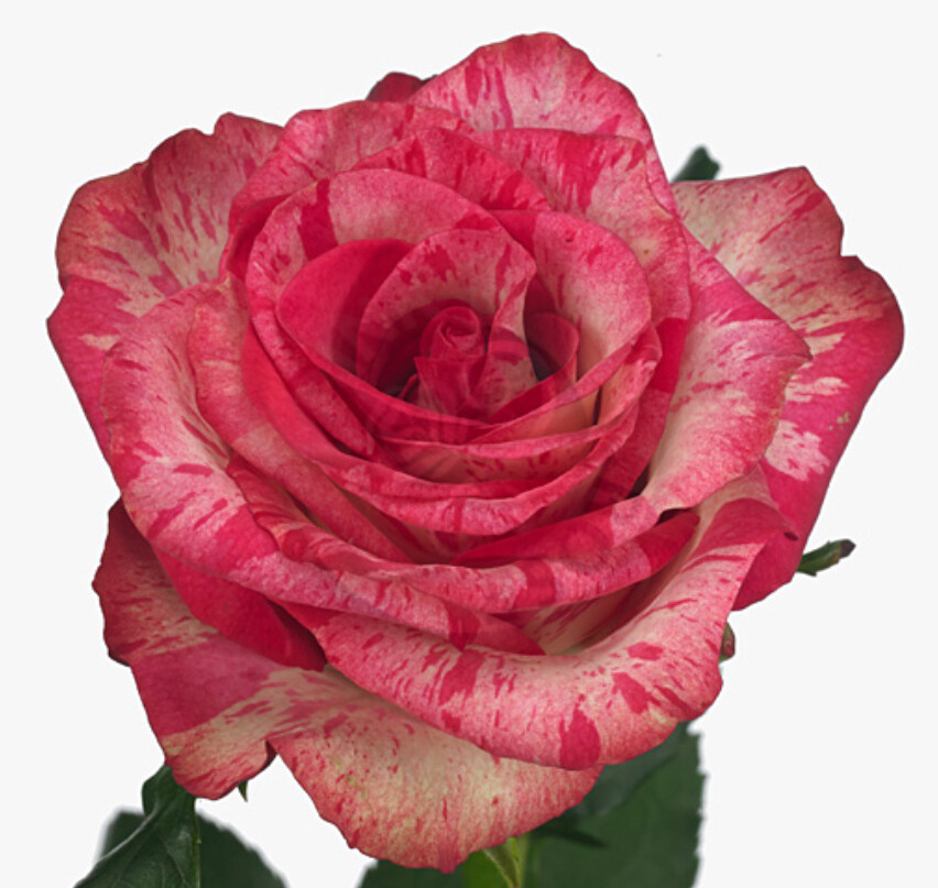 Rosa Gr Barracuda ( Баракуда ) В60 Чеховский Сад