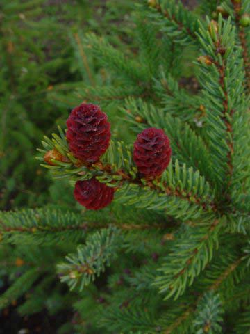 Ель черная Beissneri (Байснери)
