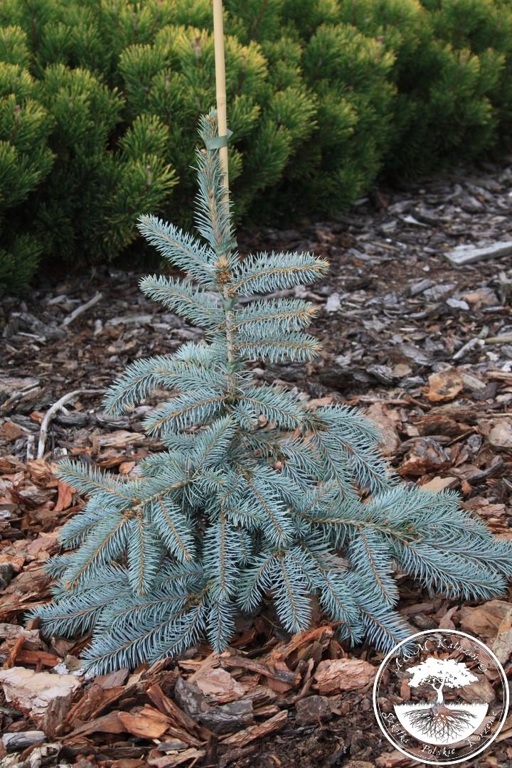Ель колючая Argentea Pendula (Аргентеа Пендула)