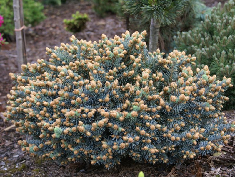 Ель колючая Blaukissen (Блаукиссен)