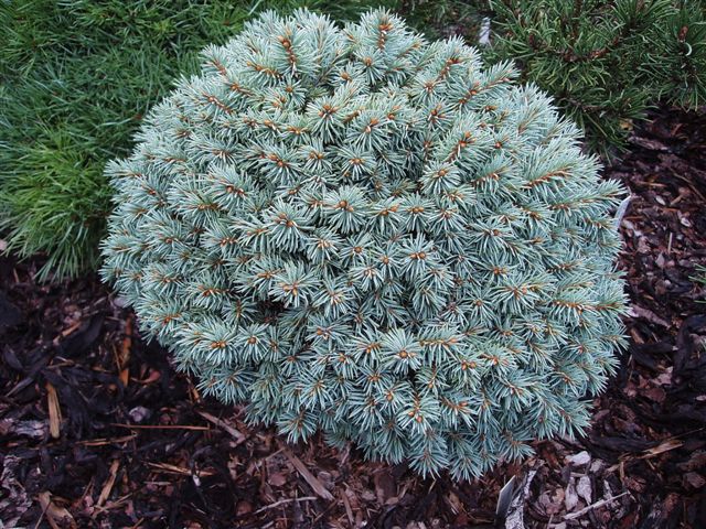 Ель колючая Blue Pearl (Плю Перл)