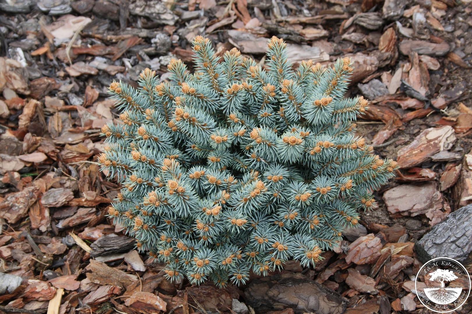 Ель колючая Compacta Pyramidalis (Компакта Пирамидалис)