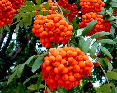 Рябина Невежинская