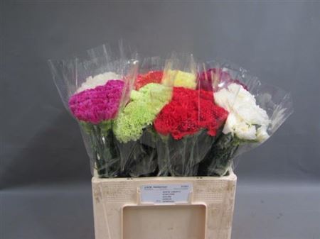 Dianthus Gem (Гвоздика Микс ) В60