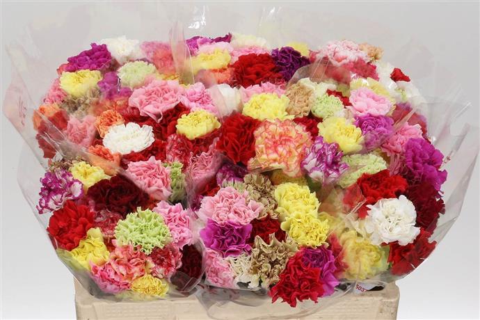 Dianthus st mix in bucket(Гвоздика ст Микс ин букет) В65