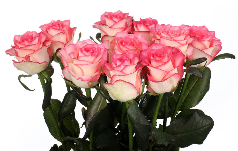 Rosa Gr Jumilia ( Джумилия ) В60 Чеховский Сад