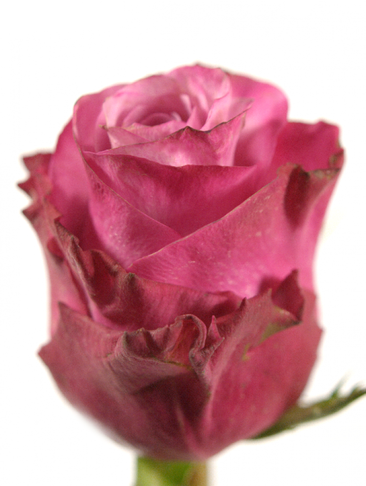 Rosa Gr Deep Water ( Дип Вотер ) В60 Чеховский Сад