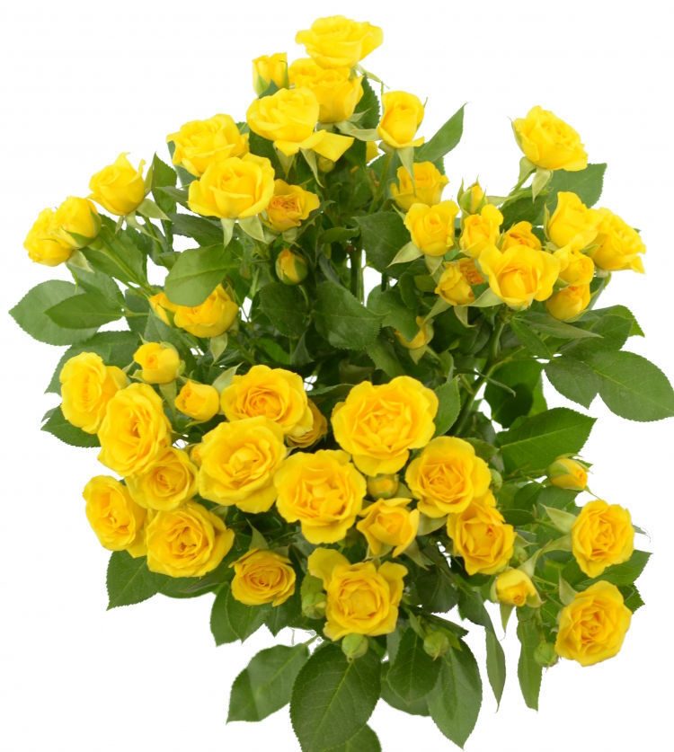 Rosa Tr. Yellow bubbles ( Спрей Еллоу Баблз ) В70 Чеховский Сад