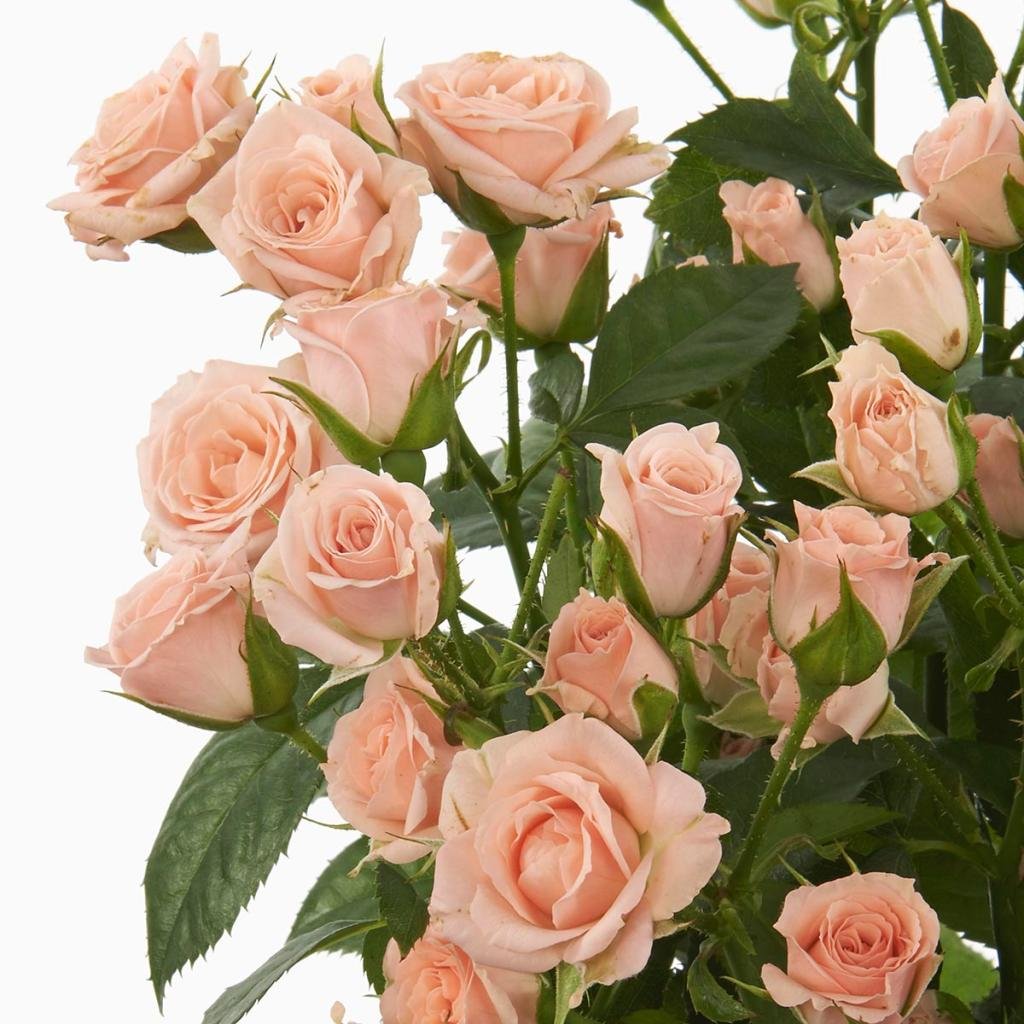 Rosa Tr. Lydia ( Спрей Лидия ) В60 Чеховский Сад