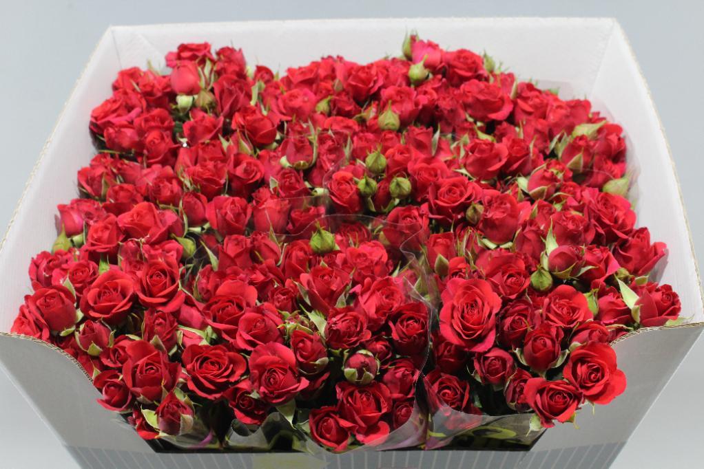 Rosa Tr. Mirabel ( Спрей Мирабель ) В60 Чеховский Сад