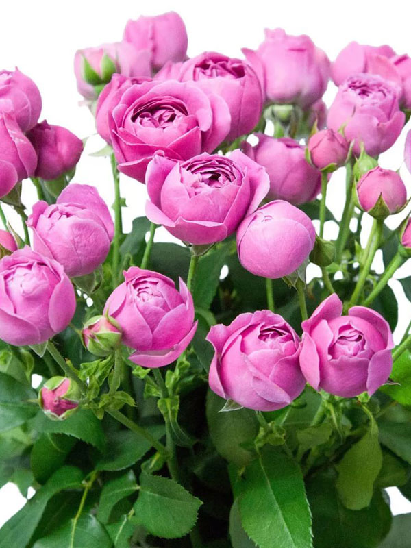 Rosa Tr. Misty Bubbles ( Спрей Мисти Баблз ) В40 Чеховский Сад