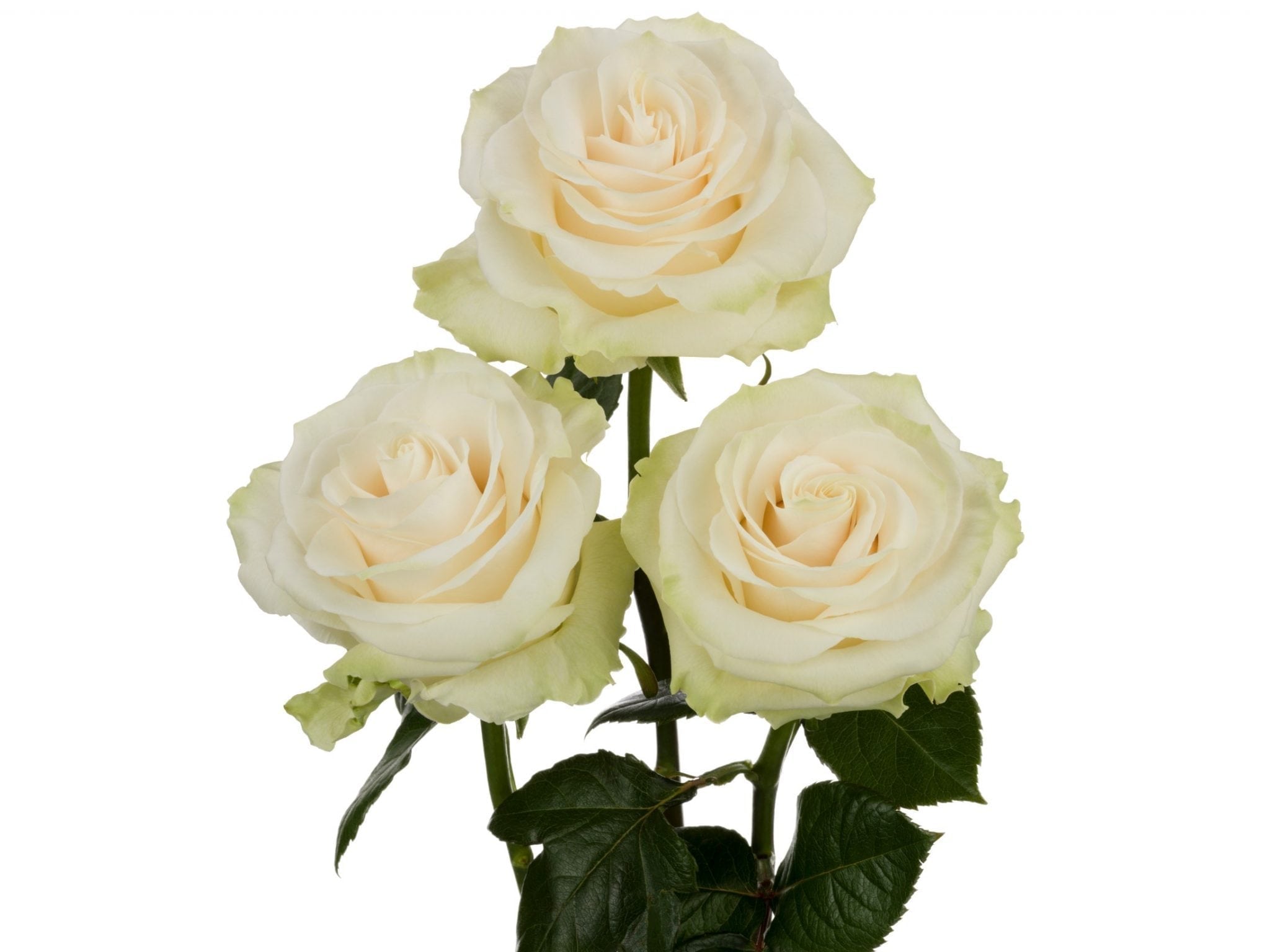 Rosa Gr Norma Jeane ( Норма Джин ) В70 Чеховский Сад