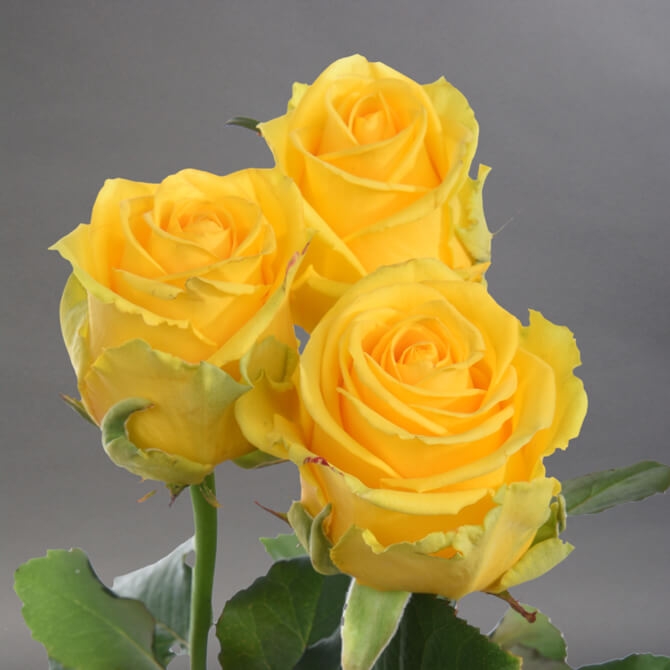 Rosa Gr Penny Lane ( Пенни Лейн ) В60 Чеховский Сад
