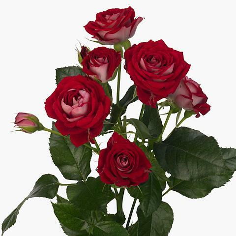 Rosa Tr. Red Bubbles ( Спрей Ред Баблз ) В60 Чеховский Сад