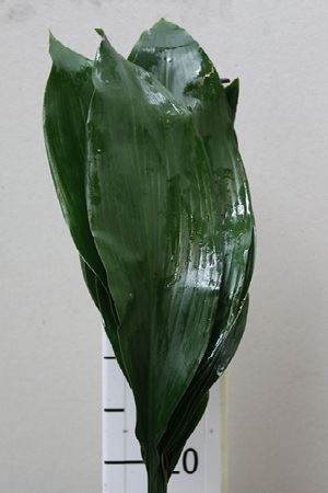 Aspidistra(Аспидистра ) В70