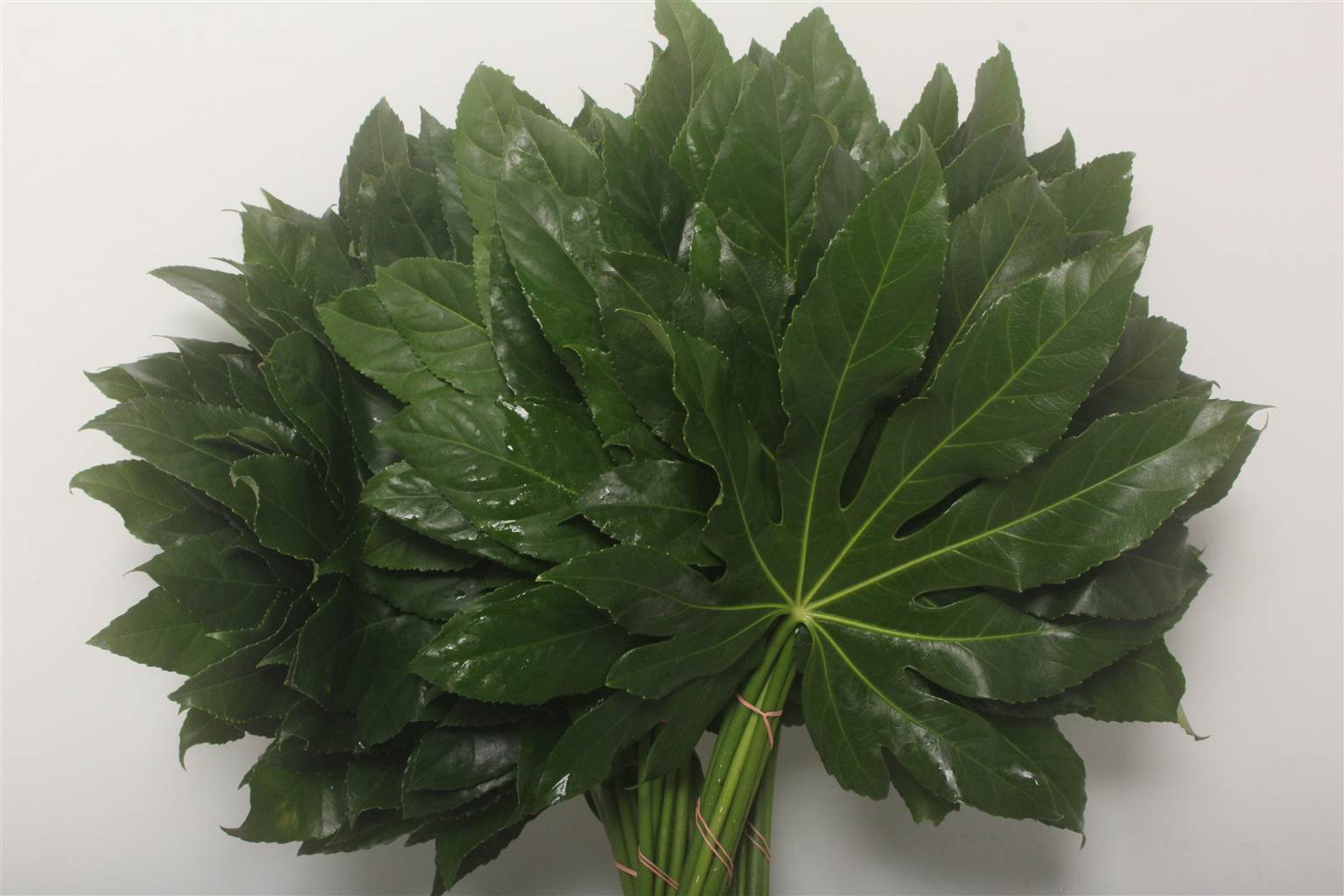 Aralia Large (Аралия Лардж) В50