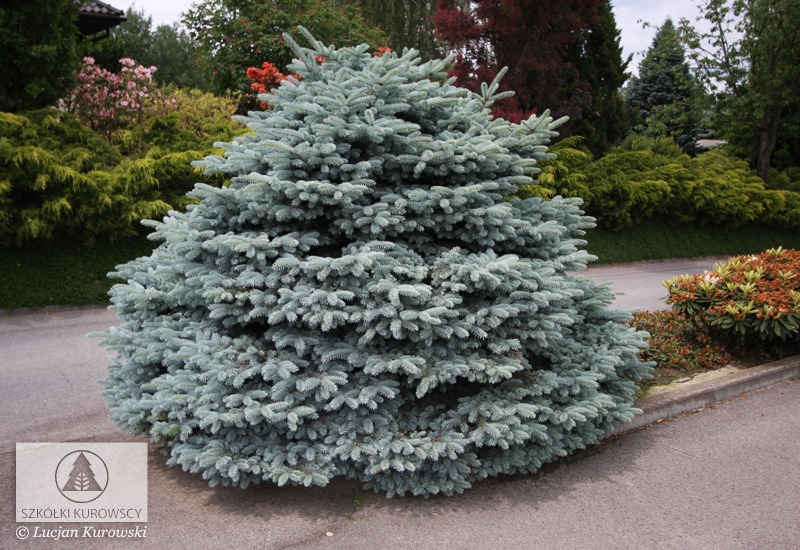 Ель колючая Glauca Compacta (Глаука Компакта)