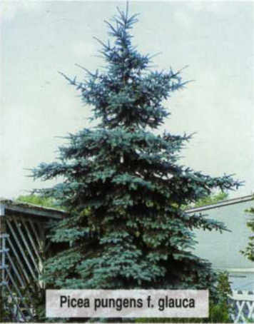 Ель колючая Glauca (Глаука)