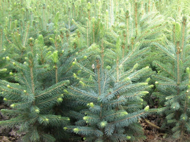 Ель колючая Kaibab (Кэйбаб)