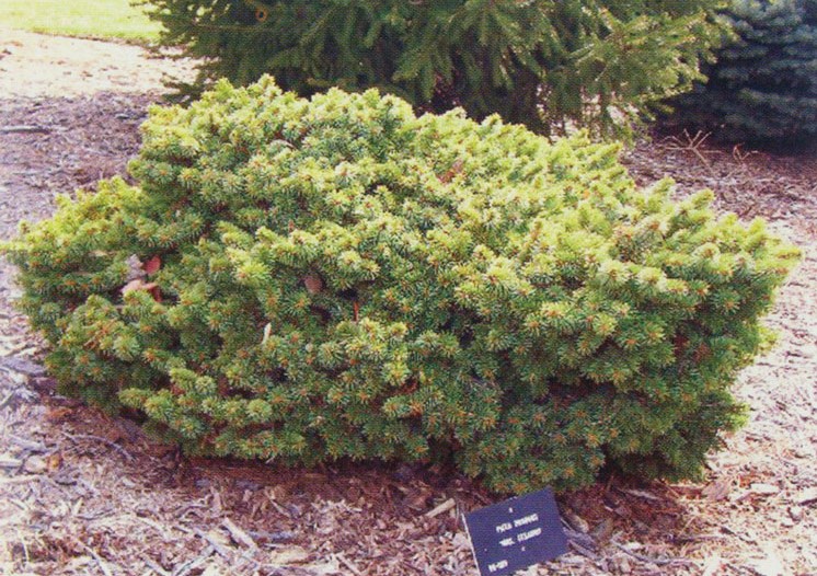 Ель колючая Mrs Cessarinii(Миссис Чезарини)