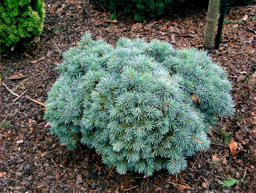Ель колючая Porcupine (Поркупин)